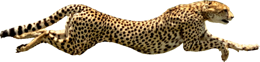 rennender Gepard